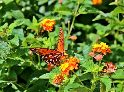 Agraulis vanillae butterfly nature photo