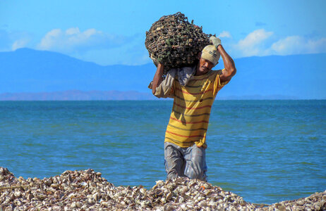 Arca zebra fisherman at the end of the workday photo