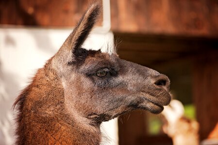 Paarhufer mammals creature photo