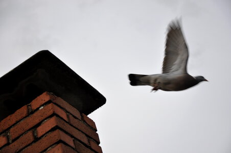 Flying pigeon photo
