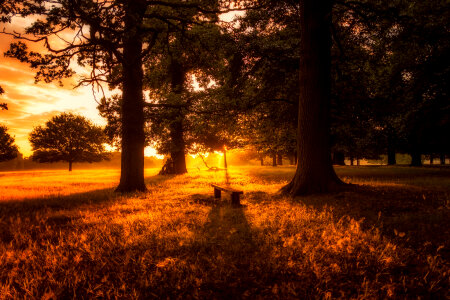 Sunset Glory on the path and trees photo