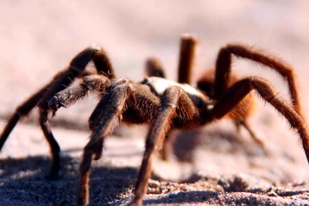 Desert going tarantula