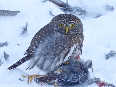 Bird bird of prey wildlife photo