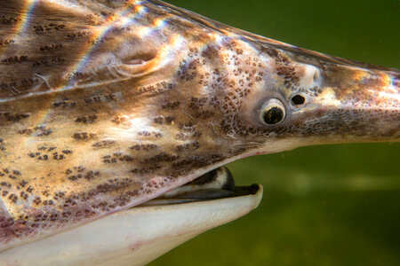 Paddlefish-1