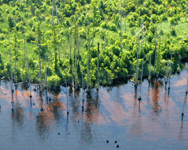 Climate impacts to Alligator River National Wildlife Refuge photo
