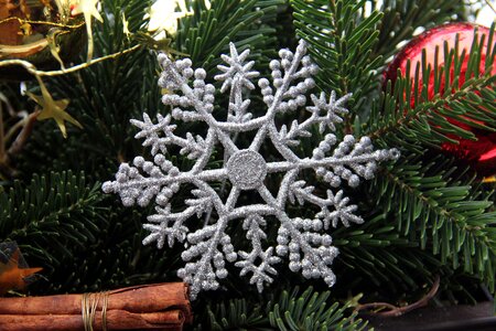 Star silver fir green