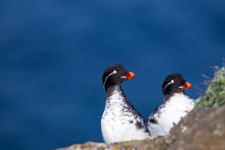 Parakeet auklet-3