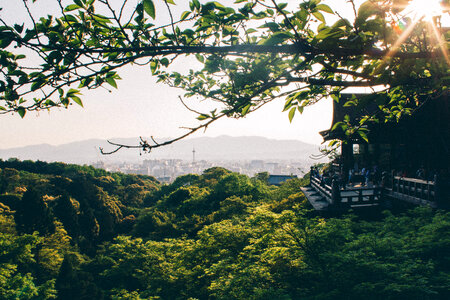 Forest view