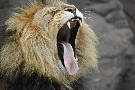Lion Yawning photo