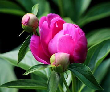 Pink Peony Flower Blooming photo