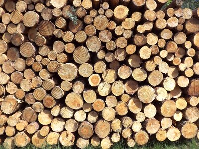 Holzstapel pine wood forest
