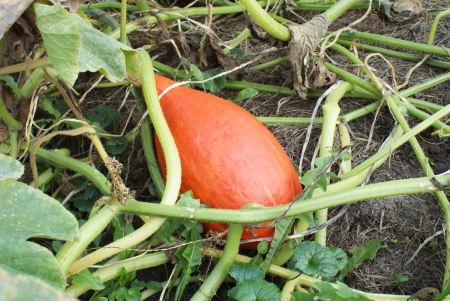vegetable pumpkin