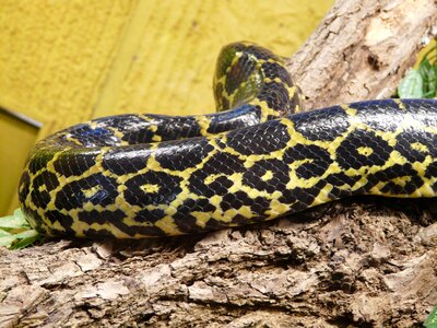 Snake skin scale pattern photo
