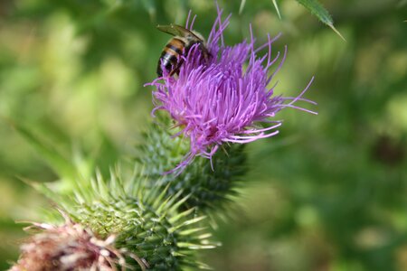 Flowers spiny spur