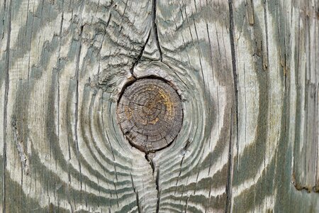 Detail knot wood photo