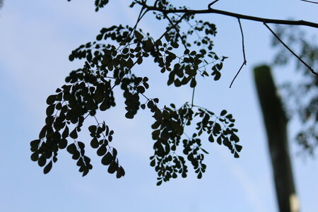 Tree Leaves Sky photo