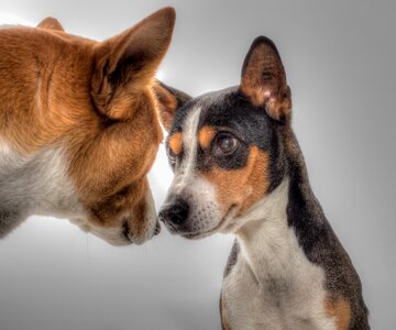 Pets sitting dog nos photo