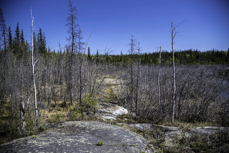 Trees, rocks, and landscape on the Ingraham Trail