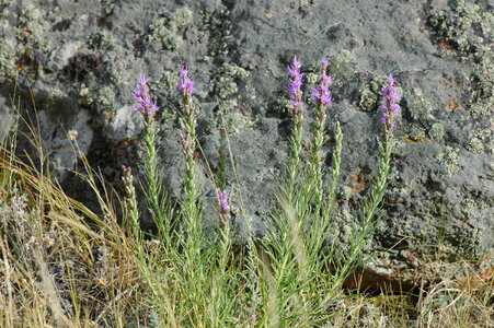 Blazing star photo