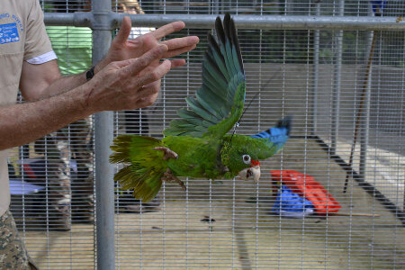 Puerto Rican Parrot in flight photo
