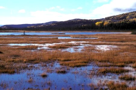 Estate marsh 
