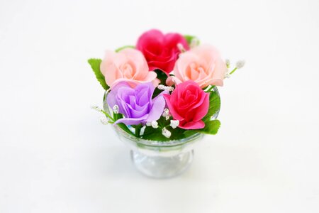 Pink purple rose photo