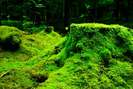 Lush green vegetation