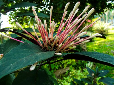 Bloom flower lady sansai