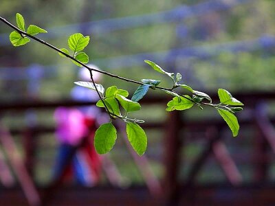 Leaf leaves 