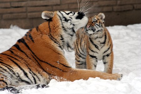 Snow big cats predator