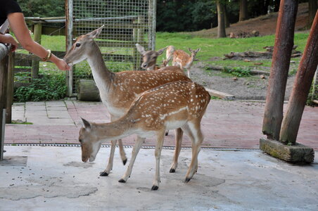 Feeding deers photo