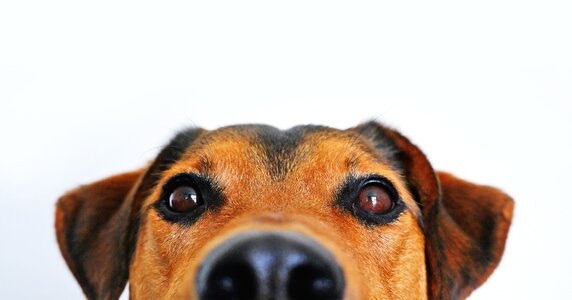 Animal portrait eyes snout photo