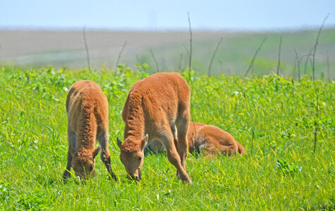 Bison calves grazing