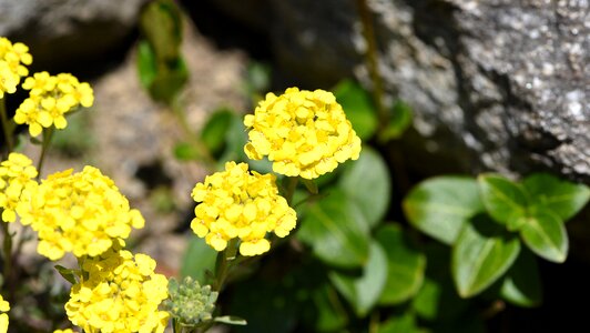 Stone herb yellow flower early bloomer photo