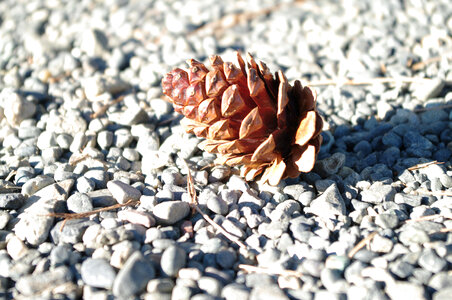 Pine cone