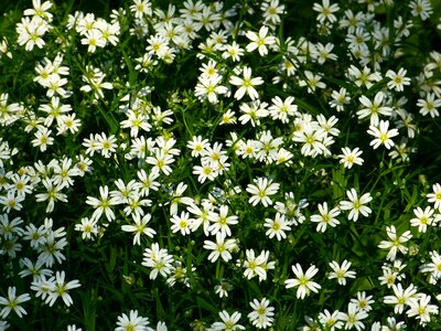 Chickweed dianthus plant