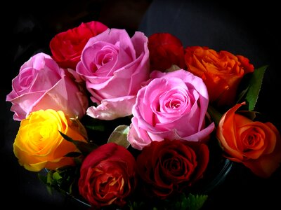 Beautiful rose bloom rose flower