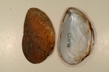 Ptychobranchus fasciolaris-2