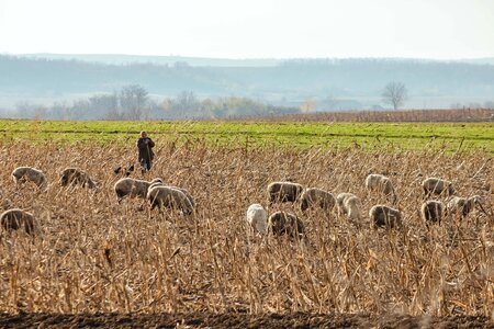 Pasture sheep grazing
