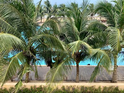 Tropical palm beach photo
