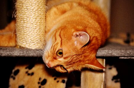 Animal cat claw
