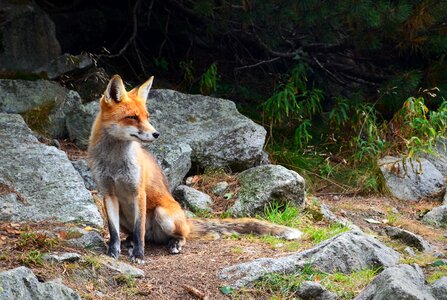 Fox photo