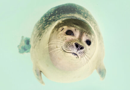 Cute Seal swimming photo