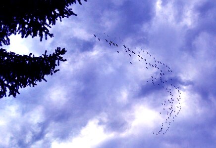 Goose nature bird