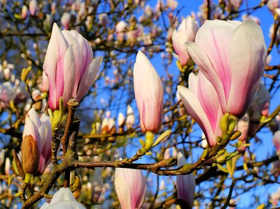 Beautiful Flowers bloom blooming