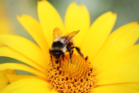 Collecting yellow insect