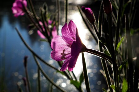 Nature flower macro