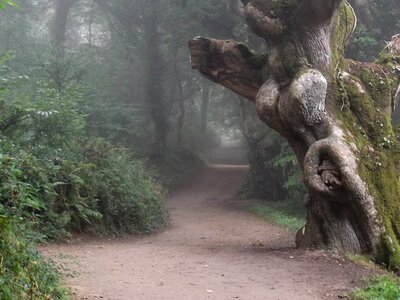 Tree forest scenery photo