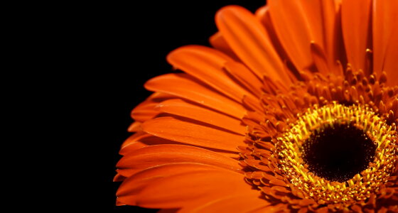 Flower close up