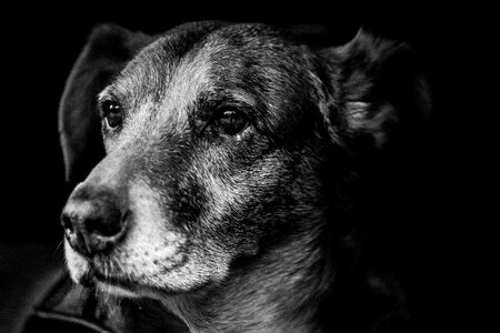 Animal black black and white